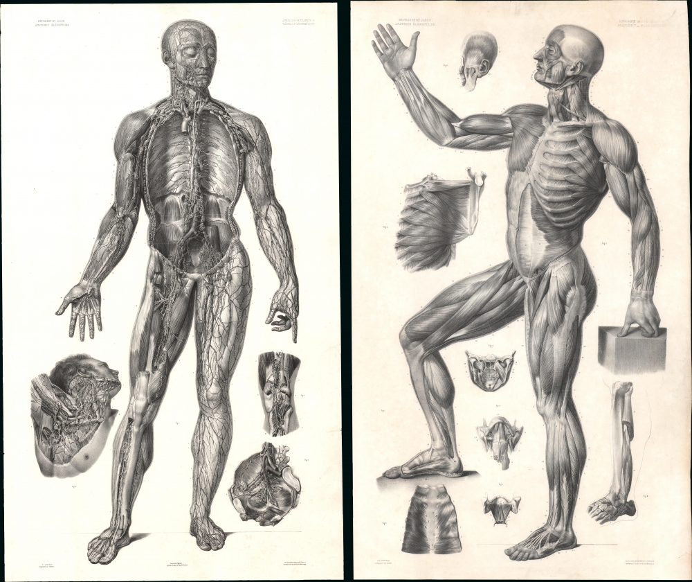 Angéiologie planche 14, vaisseaux lymphatiques. / Planche 7. Myologie aponévrologie. Plan lateral. - Main View