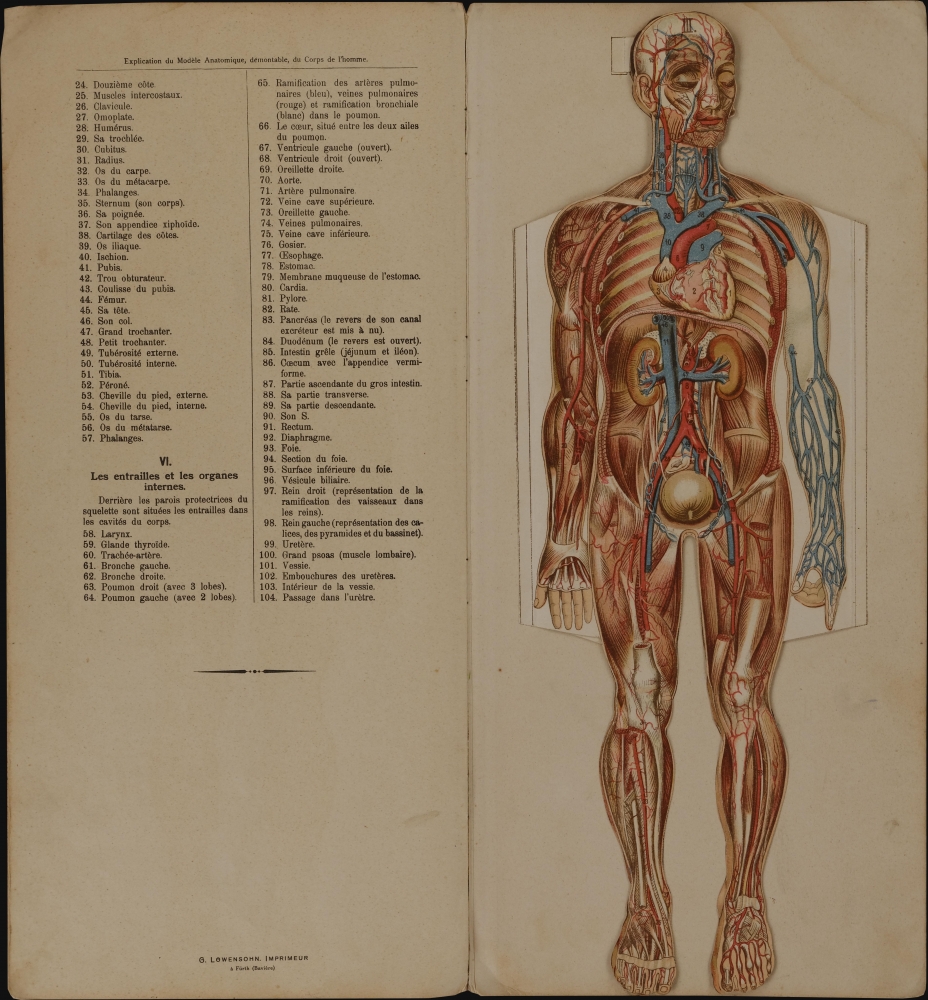 Anatomie homme