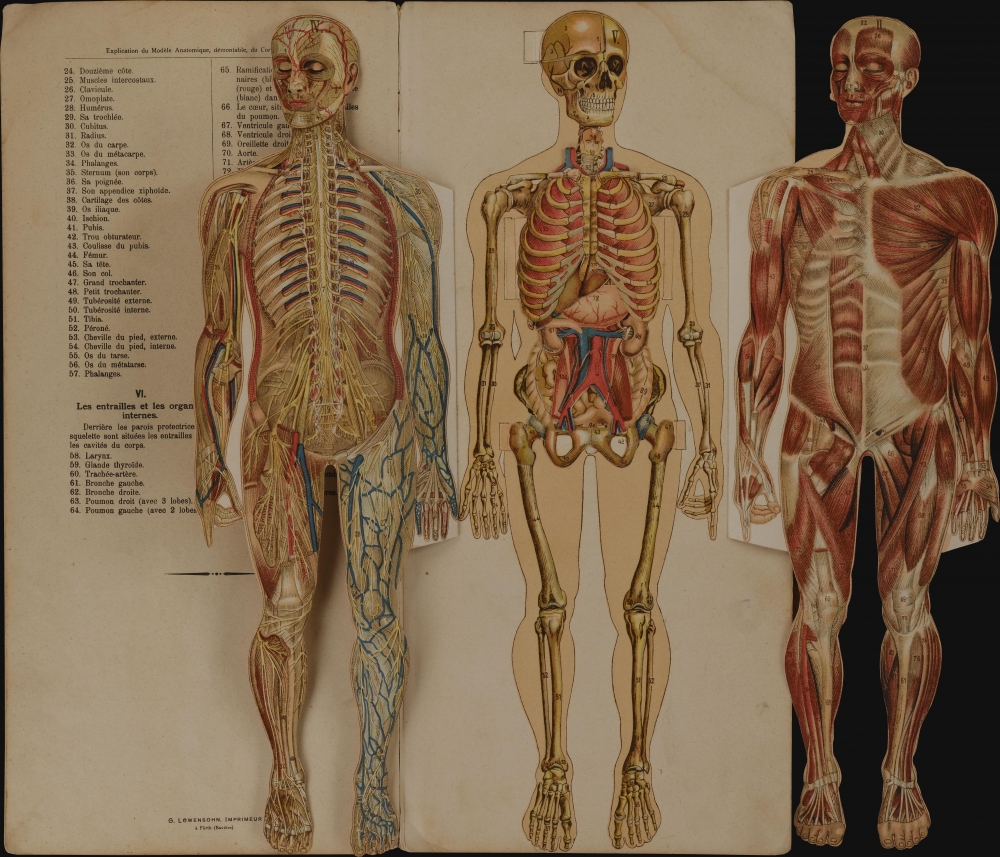 Le Corps Humain Anatomie De Lhomme Geographicus Rare Antique Maps
