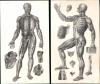 1839 Bourgery / Jacob Anatomical Studies of the Lymphatic and Muscular Systems